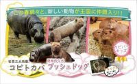 神戸どうぶつ王国に2019年春、コビトカバ、ブッシュドッグ、カピバラキッズなどが仲間入り！