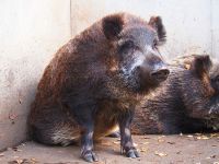 羽村市動物公園で帰ってきたイノシシ探検隊 ～バックヤードツアー～ほか、ＧＷ2019日替わりスペシャルイベント開催！