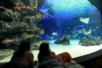 ​女性限定の1泊2日！オトナ女子の夜ふかし水族館｜サンシャイン水族館