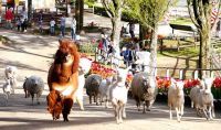 可愛すぎる帰宅ラッシュ♪新緑の季節に動物達も元気に駆け巡る「動物たちのGO！GO！ラッシュ！」|那須りんどう湖レイクビュー