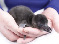 令和元年生まれのペンギンの赤ちゃん！「Happy Penguins」赤ちゃんの名前を募集|すみだ水族館