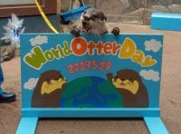 5/29(水)は世界カワウソの日(World Otter Day)！「きらりの1人でできるもんWorld Otter Dayお散歩チャレンジ」|伊勢シーパラダイス