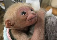 伊豆シャボテン動物公園 開園以来初！待望の『シロテテナガザル』赤ちゃん誕生！