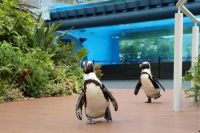 スポーツの秋！「サンシャイン水族館　生き物たちのミニ運動会」を開催