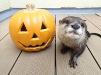 ペンギンやカワウソが水族館を大行進！「いきものハロウィンパレード」などの秋イベント実施|サンシャイン水族館