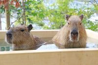 カピバラたちが天然檜風呂でほっこり♪シーパラの新たな冬の風物詩！『森のこみちの冬休み』2019開催！