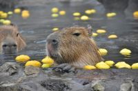 2020年は、ねずみ年！伊豆シャボテン動物公園「元祖カピバラの露天風呂」開催