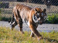 「よこはま動物園ズーラシア」へアドベンチャーワールドのスマトラトラがお引越し。繁殖目指す