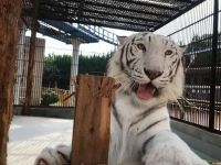 池田動物園は今年で開園６７周年!６７周年開園記念感謝デー開催！