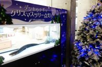 輝くツリーはデンキウナギのおかげ!?アクア・トトからクリスマスの贈り物！クリスマス特別水槽