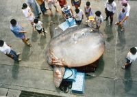 2021年干支の生き物 ～海の丑（ウシ）たち～鴨川シーワールド「トロピカルアイランド」内で特別展示を開催