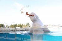 福は内！水族館ならではの豆まきで福を呼び込もう「シロイルカの豆まき」開催