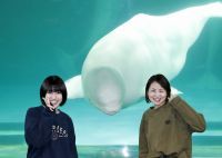 夏の夕暮れ、涼しくなった水族館を満喫!!鴨川シーワールド 水族館探検プラン開催