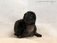 世界最小のペンギンフェアリーペンギンの赤ちゃんが4羽誕生!!遺伝的多様性の保全のため、葛西臨海水族園と協力