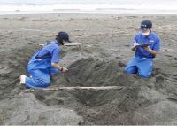 [ウミガメの保護活動]今年初めてのアカウミガメの産卵を確認|鴨川シーワールド