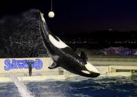 秋の夜長に快適な夜の水族館!!鴨川シーワールド「秋の水族館探検プラン」開催