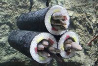 アナゴの恵方巻水槽が今年も登場！「うみの杜の節分」｜仙台うみの杜水族館