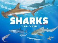 サメの魅力を知ろう！春の特別イベント「SHARKS “えのすい”のサメ展」開催|新江ノ島水族館