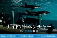 シャチやイルカの「睡眠」について飼育員が解説！夜の水族館ガイドツアー「ナイトアドベンチャー」|鴨川シーワールド