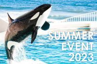 シャチのパワーで全身ずぶぬれ！イベント盛沢山の夏『SUMMER EVENT 2023』開催|鴨川シーワールド