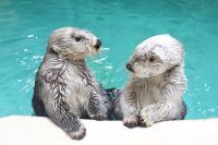 【鳥羽旅館組合×夜の鳥羽水族館】鳥羽の宿に泊まってナイトアクアリウムと冬の花火が楽しめる3日間！