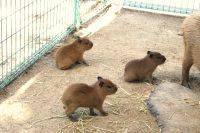 カピバラ三つ子ちゃん誕生！【国営海の中道海浜公園】