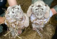 真っ白な天使が舞い降りた!東武動物公園にてホワイトタイガーの赤ちゃんやアビシニアコロブスの赤ちゃん誕生