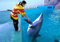 しながわ水族館「しな水のお正月2025」12月28日より開催。お正月をテーマに様々なイベントで新春をお祝い！