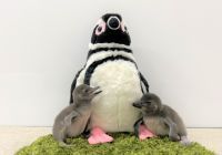 すみだ水族館にて、マゼランペンギンの赤ちゃん「あられ」「つづみ」誕生！