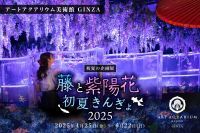 藤と紫陽花が織りなす幻想的なインスタレーション!!初夏の企画展「藤と紫陽花 初夏きんぎょ2025」