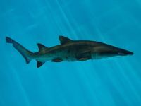 【アクアワールド茨城県大洗水族館】国内ではアクアワールド・大洗が唯一繁殖に成功したサメの仲間「シロワニ」３月に誕生したサメの赤ちゃん展示スタート！
