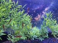【アクアワールド茨城県大洗水族館】アクアワールド・大洗で動物たちと皆さんの願い事を叶えます『七夕アクアワールド開催決定！』【２０２５年６月５日(木)～７月７日(月)】