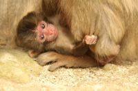 [大分県大分市]「高崎山第１号赤ちゃんザル」が誕生しました～名前は「バンパク」～