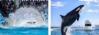 ずぶ濡れシーズンが到来！鴨川シーワールド「サマースプラッシュ」「水族館探検プラン」「ナイトアドベンチャー」