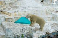天王寺動物園 ホッキョクグマ・ホウちゃん、氷の遊具に夢中　大阪トヨペットが寄贈