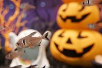 水族館にカボチャやおばけが登場！アクア・トト ぎふのハロウィンイベント