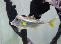 2026年の干支にちなみ「干支の生き物～海の午(ウマ)たち～」開催|鴨川シーワールド