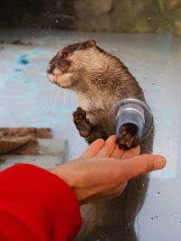 四国水族館で「コツメカワウソのふれあい体験」2026年2月6日（金）よりスタート！