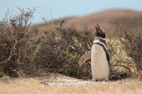 4月25日は世界ペンギンの日! 「The Penguin Passion Party!」を開催