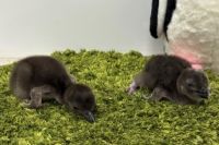 新しいいのちが仲間入り!すみだ水族館にてマゼランペンギンの赤ちゃん「じんべえ」「きび」「だんご」が誕生