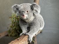 開園25周年の淡路島「イングランドの丘」多摩動物公園から来園のコアラ「こまち」の一般公開開始