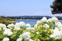 【横浜・八景島シーパラダイス】県内最大級、２万株のあじさいが咲き誇る！『第２６回 八景島あじさい祭』【２０２６年６月６日（土）～２８日（日）】