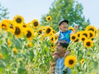 【8月開花予想】夏風に揺れる、ひまわりの丘~7万本のひまわり~【ハーベストの丘】