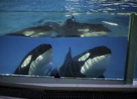 【鴨川シーワールド】閉館後の水族館を飼育員と探検！「シャチの特別レクチャー」が新登場の「秋のナイトアドベンチャー」を10月3日から9日間限定で開催