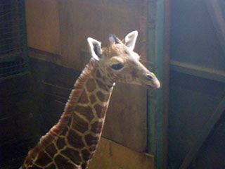 約５年ぶり 羽村市動物公園にて アミメキリンの赤ちゃん誕生 8月5日 土 より一般公開中 動物園 水族館特集