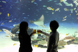 缶つまとお酒で乾杯しながら楽しむ水族館！缶つまナイト inサンシャイン水族館2018