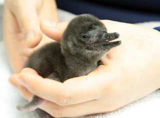 6年連続で赤ちゃんが誕生！赤ちゃん誕生のお祝いイベント「Happy Penguins」を開催