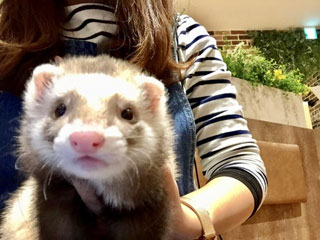 ハリネズミやミーアキャット フェレットと触れ合える 癒しの動物カフェ Harry 横浜店 動物園 水族館特集