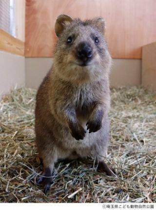 世界一幸せな動物 クオッカが埼玉県こども動物自然公園にやってきた 7月1日 水 から一般公開 動物園 水族館特集