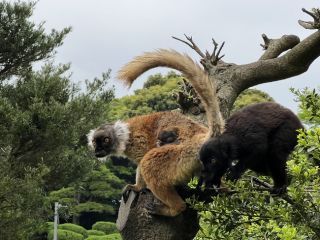 クロキツネザル